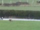 Ireland's Coursing Cruelty: A hare runs for its life
