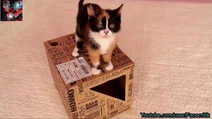 Compilation de chutes de chats / Funny cat compilation