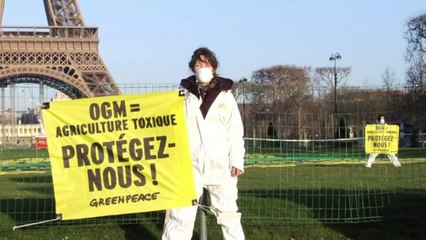 Europa autoriza maíz transgénico