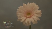 NHK復興支援ソング 花は咲く