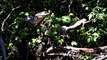 Nightmare Fuel: Crocodiles Can Climb Trees