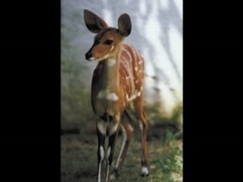 Oh my papa (oh mein papa)