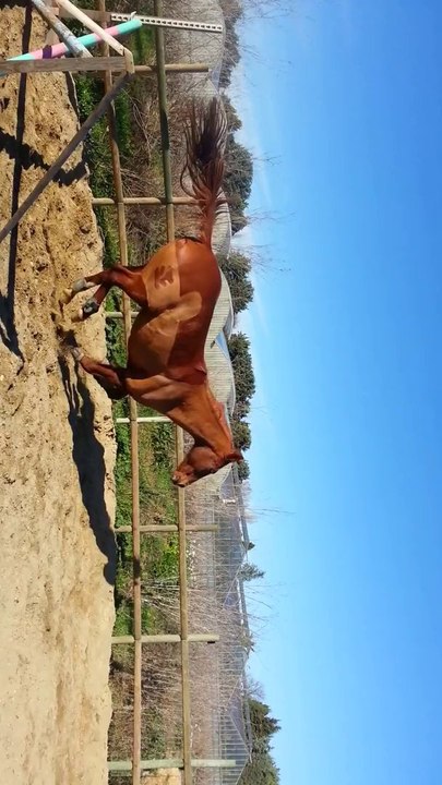 vidéo 1er saut liberté uster