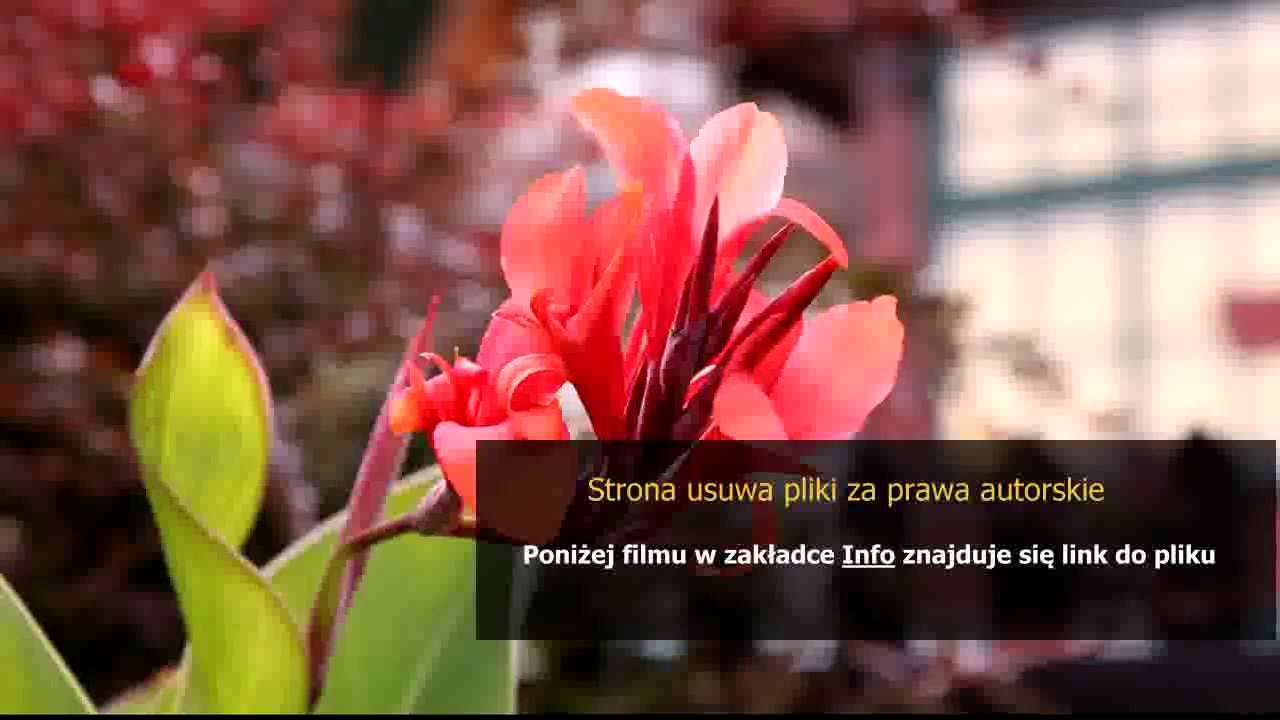 interaktywny poradnik dla kochankow