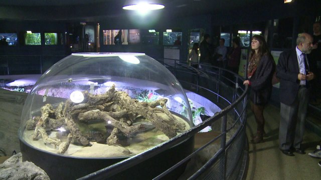 Cocodrilos albinos se roban las miradas en París