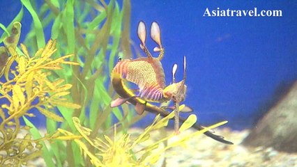 Underwater World Singapore by Asiatravel.com