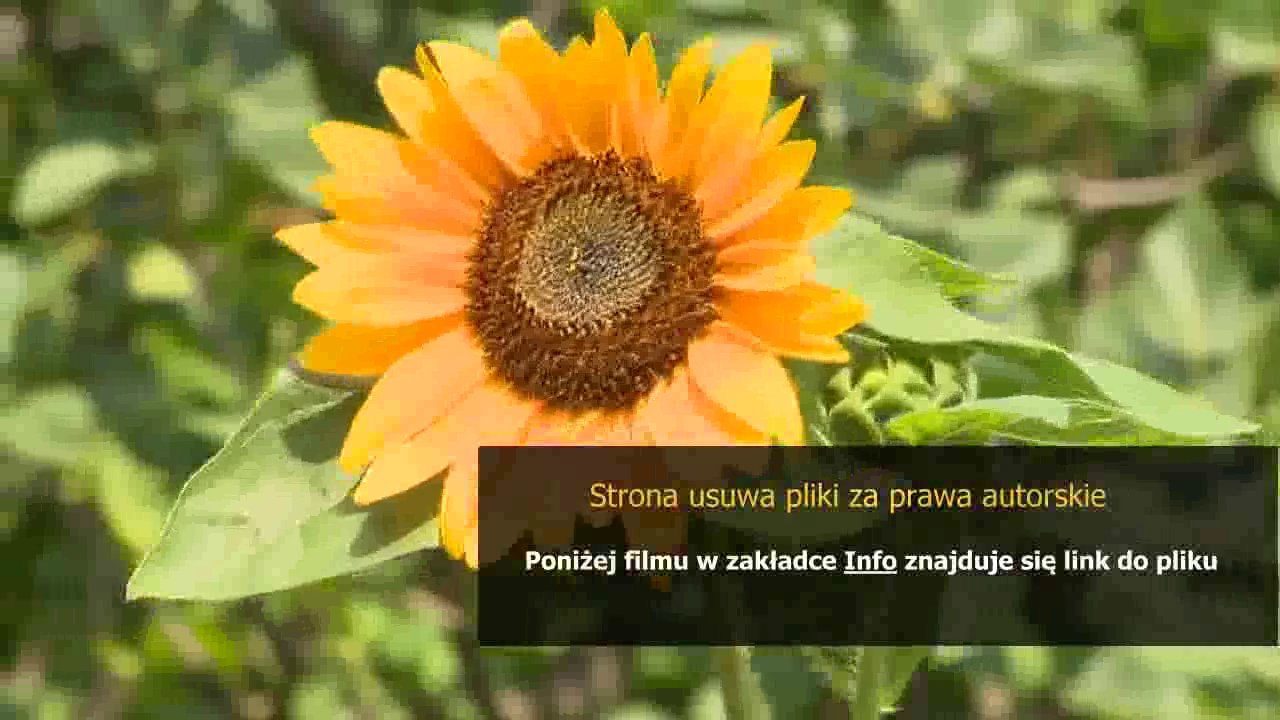 instrukcja obslugi philips senseo po polsku