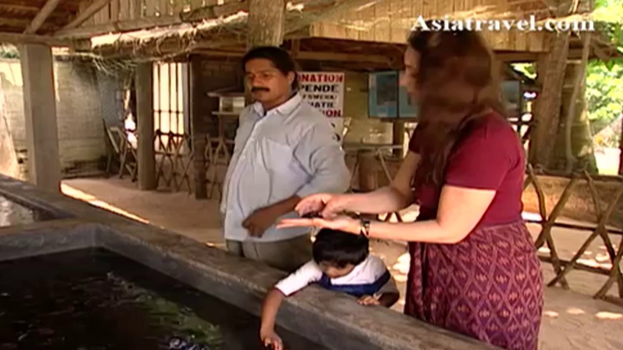 Sea Turtle, Sri Lanka by Asiatravel com