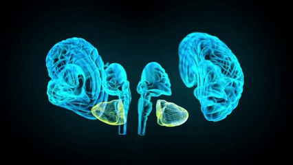 Rausch der Gefühle: So verlieben wir uns (Videografik)