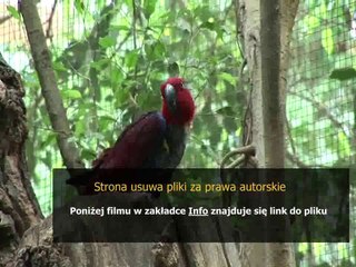 elizabeth laban poradnik dla babci i dziadka