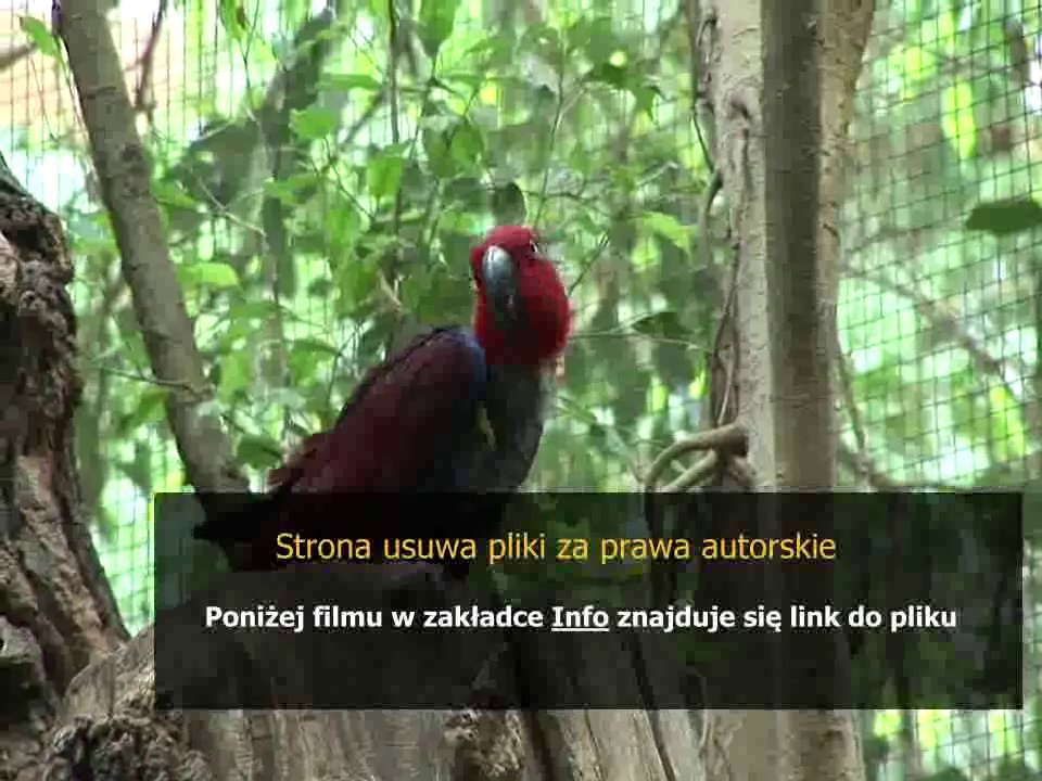 elizabeth laban poradnik dla babci i dziadka