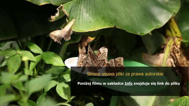 guide league of legends master yi