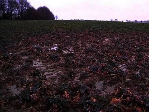 Intempéries: les agriculteurs sont inquiets pour leurs productions - 13/02