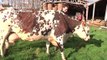 Aronde : l'égérie des vaches normandes