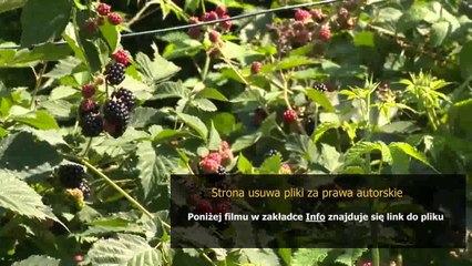 instrukcja technologiczna spawania pdf