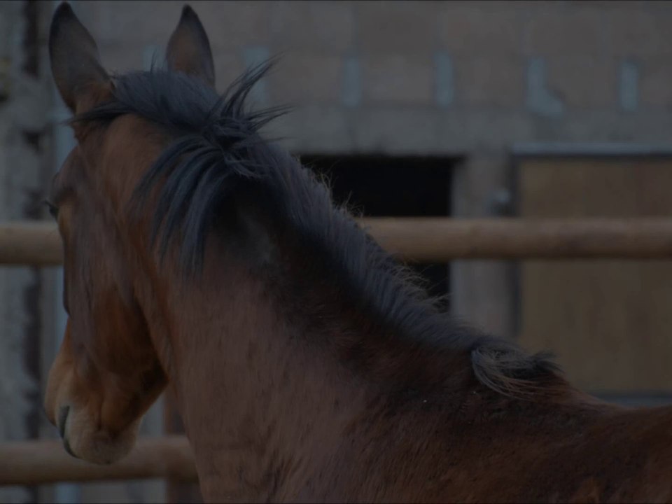 Carnak des Edènes saut 18mois
