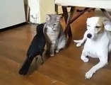 Amazing crow feeds to dog and cat