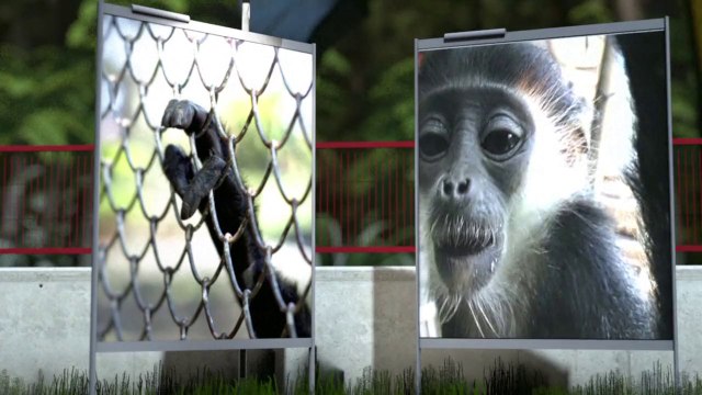 Les espèces menacées