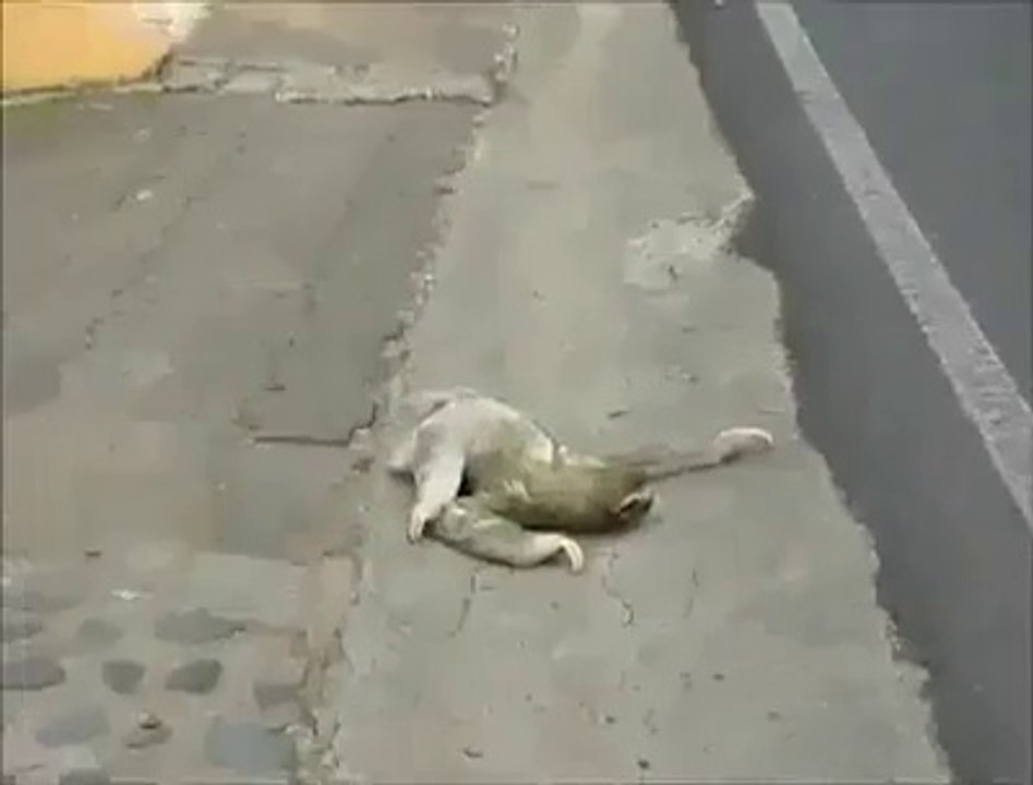 E quando un bradipo decide di attraversare la strada.....