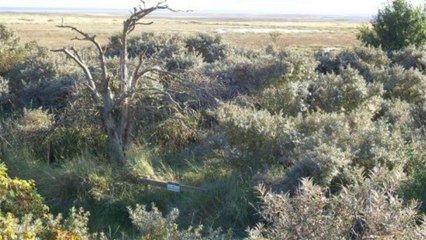 Gibraltar Point National Nature Reserve Skegness Linconshire