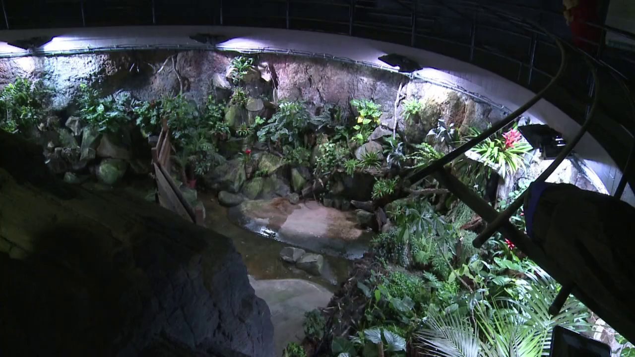 Alibino-alligatoren neue stars in pariser aquarium