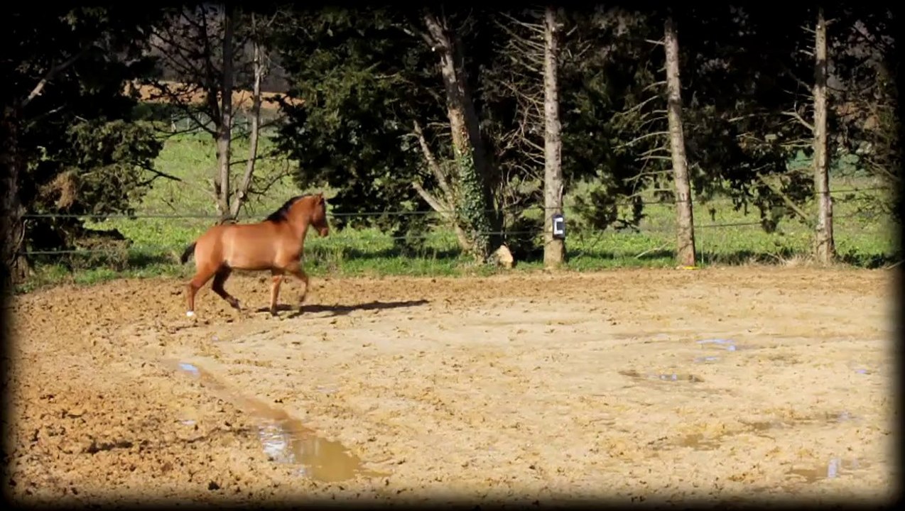 Mango dans la carrière