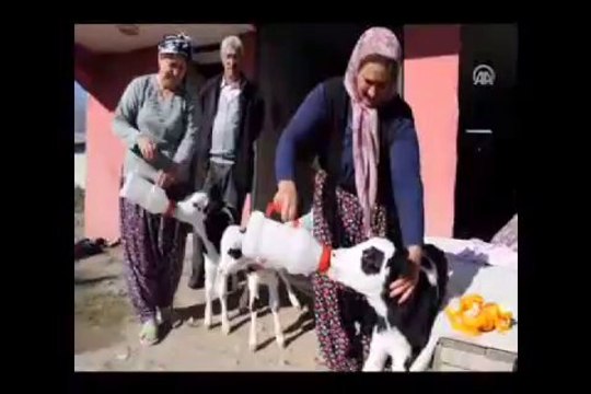 İnek, üçüz doğurdu