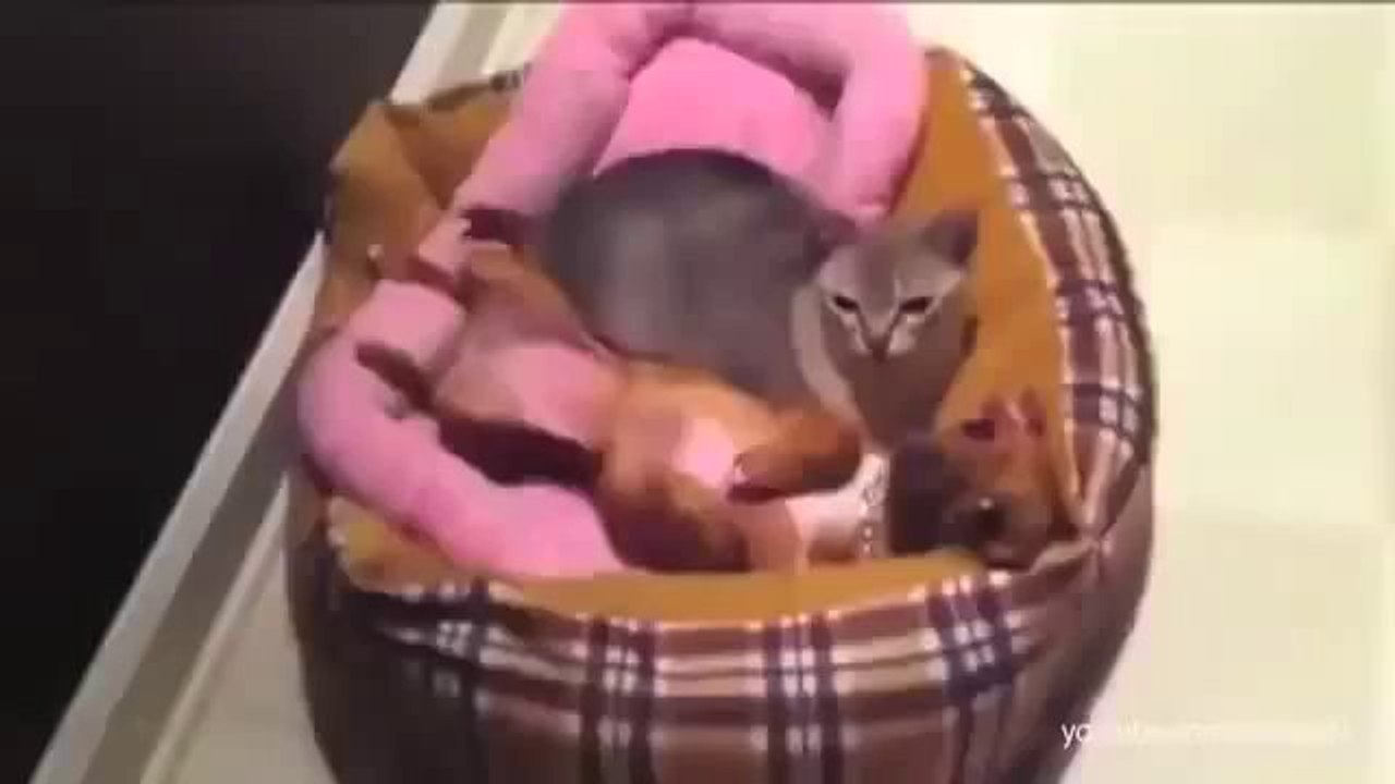 Freche Katzen klauen dem Hund sein Bett