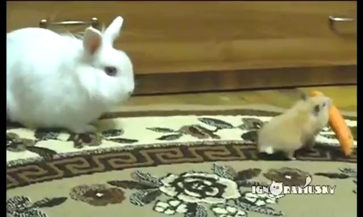 Frecher Hamster klaut sich eine Möhre