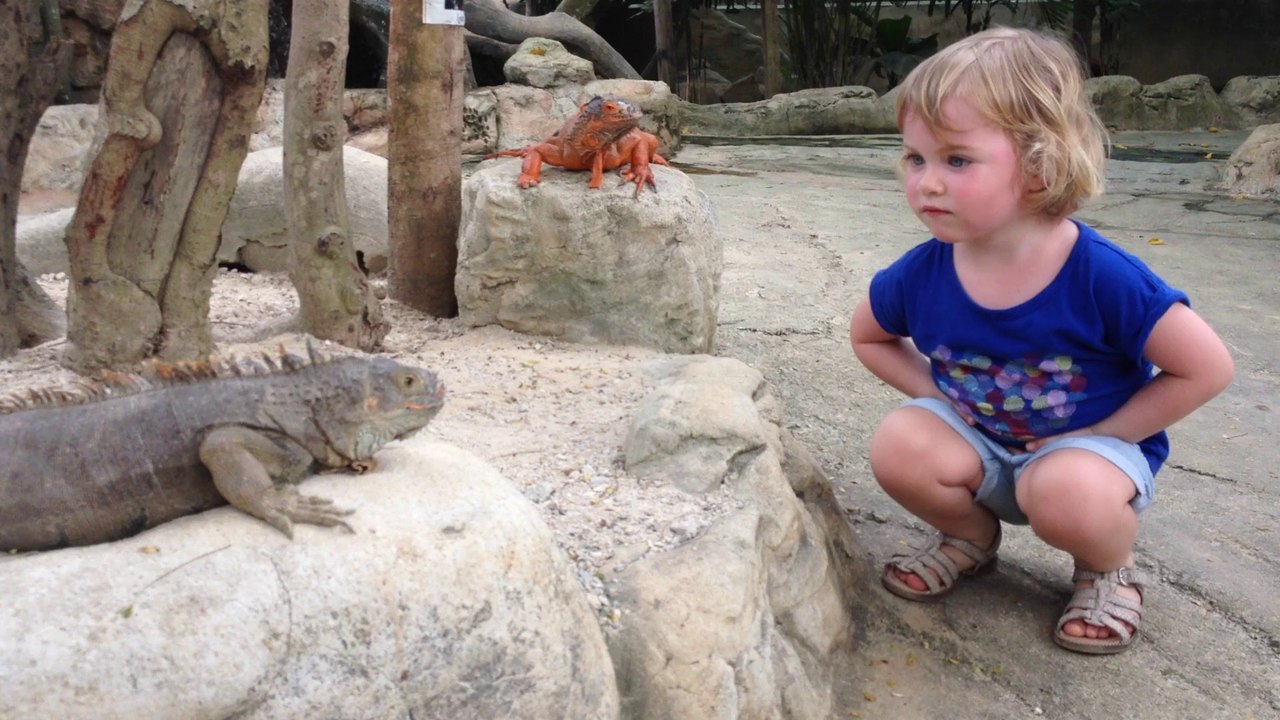 Rencontre avec les iguanes...