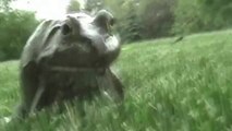 Frosch macht verrückte Geräusche