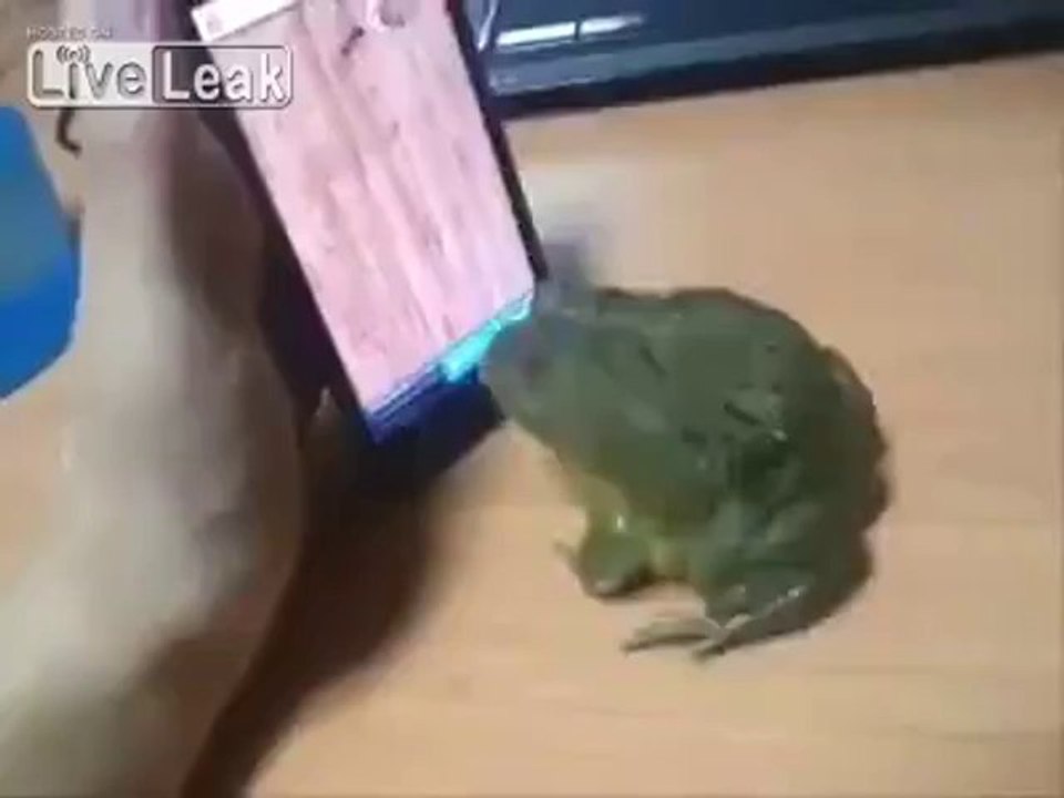Frosch spielt mit dem Handy