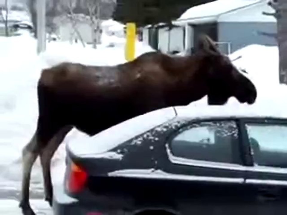 Geh nach Hause Elch, du bist betrunken