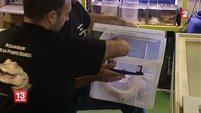 Deux alligators albinos rejoignent l'aquarium parisien de la Porte dorée