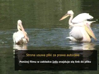 instrukcja obslugi czajnika elektrycznego bhp