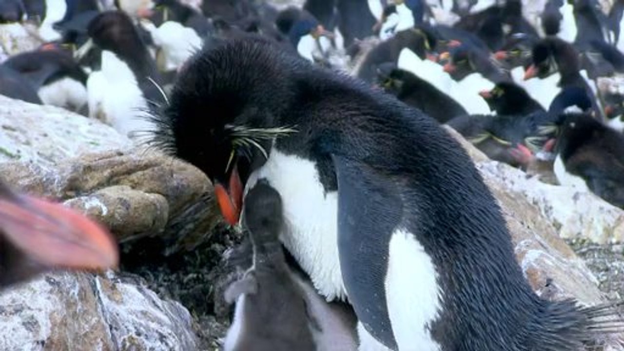 Penguins 2nd