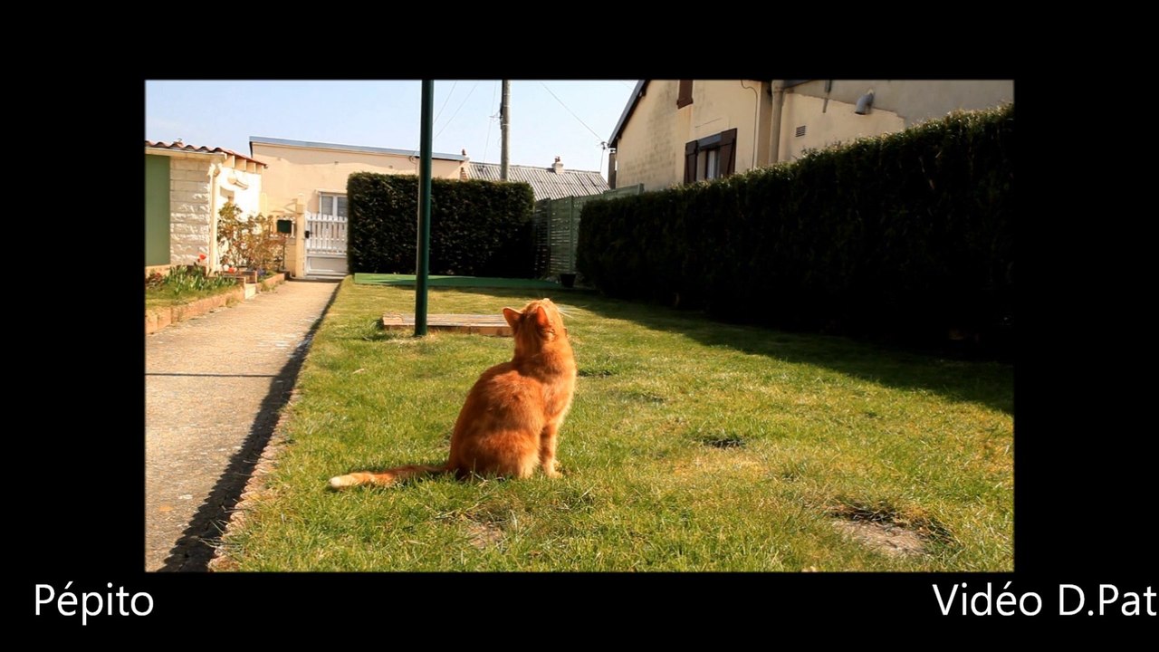 Pepito