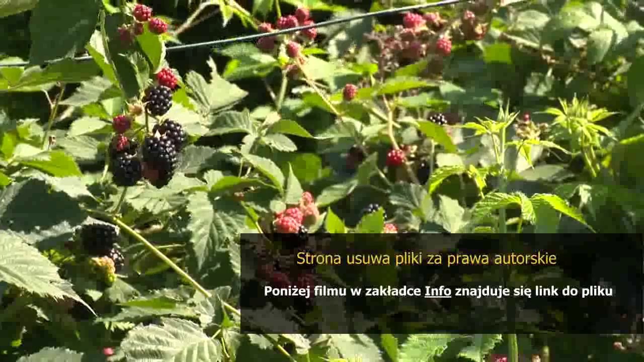 zte mf60 instrukcja plus