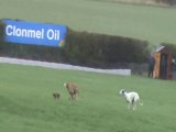Hare terrorised at Irish coursing event