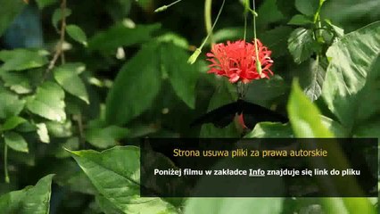 poradnik dla biegacza