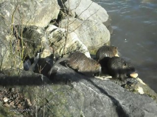 Au bord de  l'Oise ( Christine)