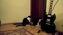 Кошка просит прощения / Ржу не могу / Cat tries to apologize