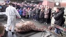 Otra jirafa podría ser sacrificada en Dinamarca