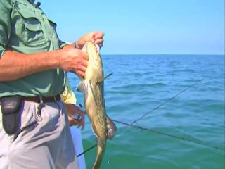 Addictive Fishing_ Gulf Confidence - WRECK grouper & permit