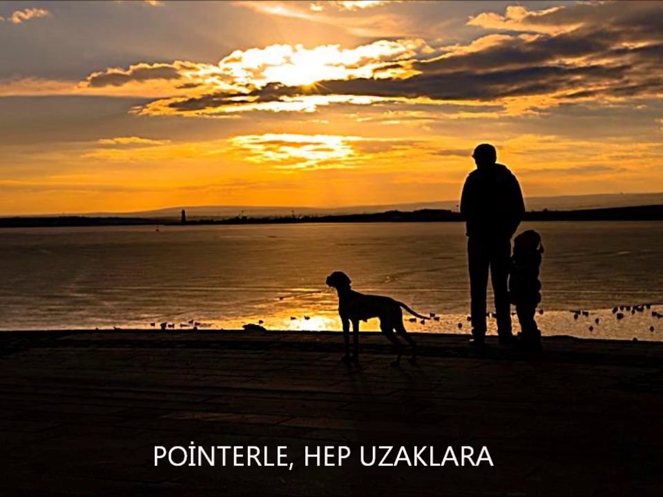 POİNTER NADYA VE KINALILARA FERMASI