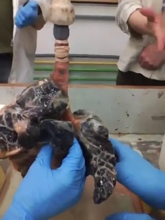 Smoked Lungs Vs healthy Lungs... Impressive