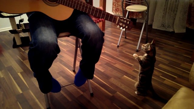 Curious Cat Is Fascinated By Guitar