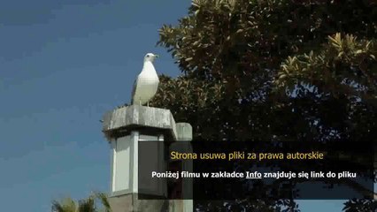 league of legends zed poradnik pl