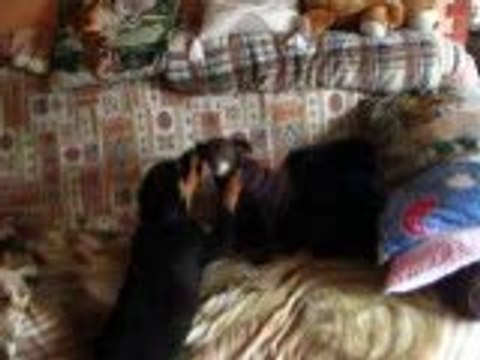 bisous bisous petite souris