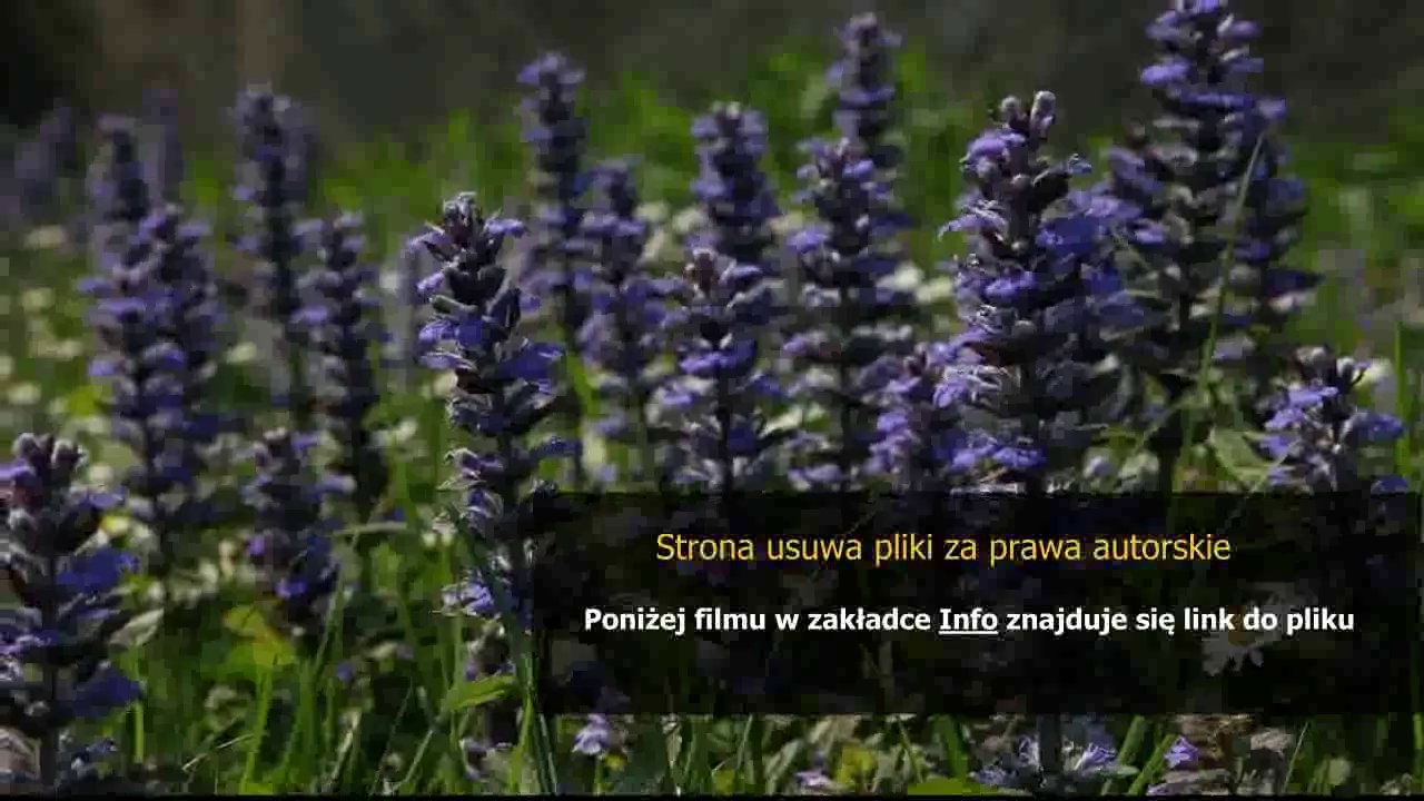league of legends nunu poradnik pl
